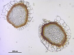 Obraz mikroskopowy dwóch zielonkawych przekrojów przez łodyżkę na jasnym tle