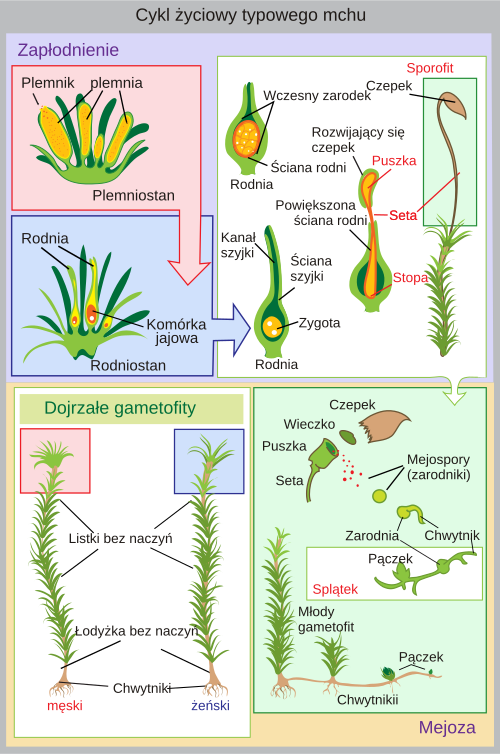 Schematyczny cykl życiowy mchu