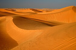 Cistanche tubulosa na pustyni Ar-Rab al-Chali w południowo-zachodnim Omanie