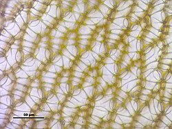 Obraz mikroskopowy komórek listka od strony brzusznej